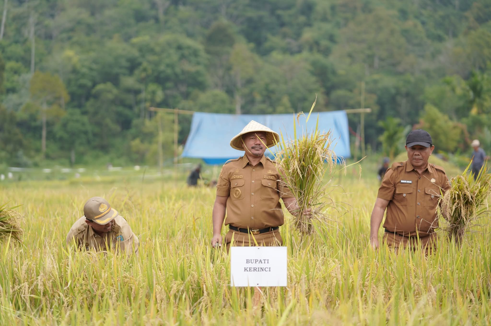Bupati Monadi Ikut Panen Raya Bersama Warga