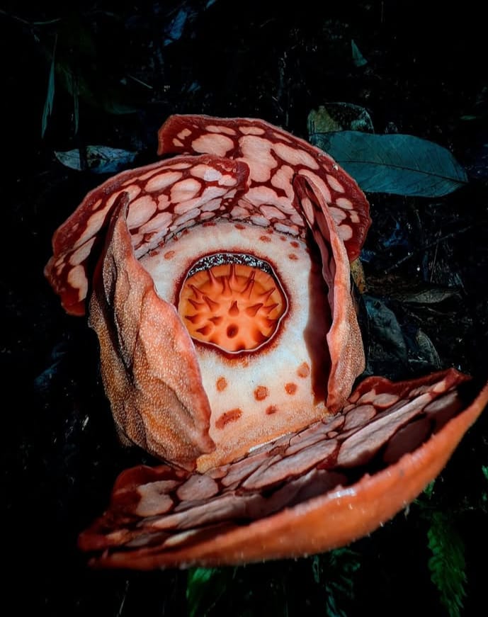 Penemuan Rafflesia hasseltii di Sumbar