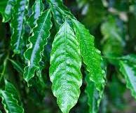 9 Manfaat Daun Kopi untuk Kesehatan yang Jarang Terungkap