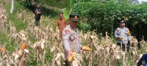 Kapolsek Sungai Penuh Hadiri Panen Jagung, Warga Pelayang Raya Gembira