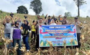 Hebat ! Panen Jagung Raya, Desa Amar Sakti Tunjukkan Kekuatan Pangan