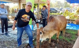 Disperindag Sungai Penuh Peduli, Daging Kurban Dibagikan ke Staf dan Warga