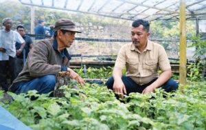 Potensi Nilam Kerinci Menjanjikan, Pemkab Siapkan Indikasi Geografis